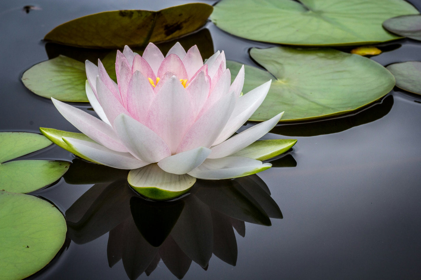 ONCE OFF | 90 Minute Ancestral Healing Session